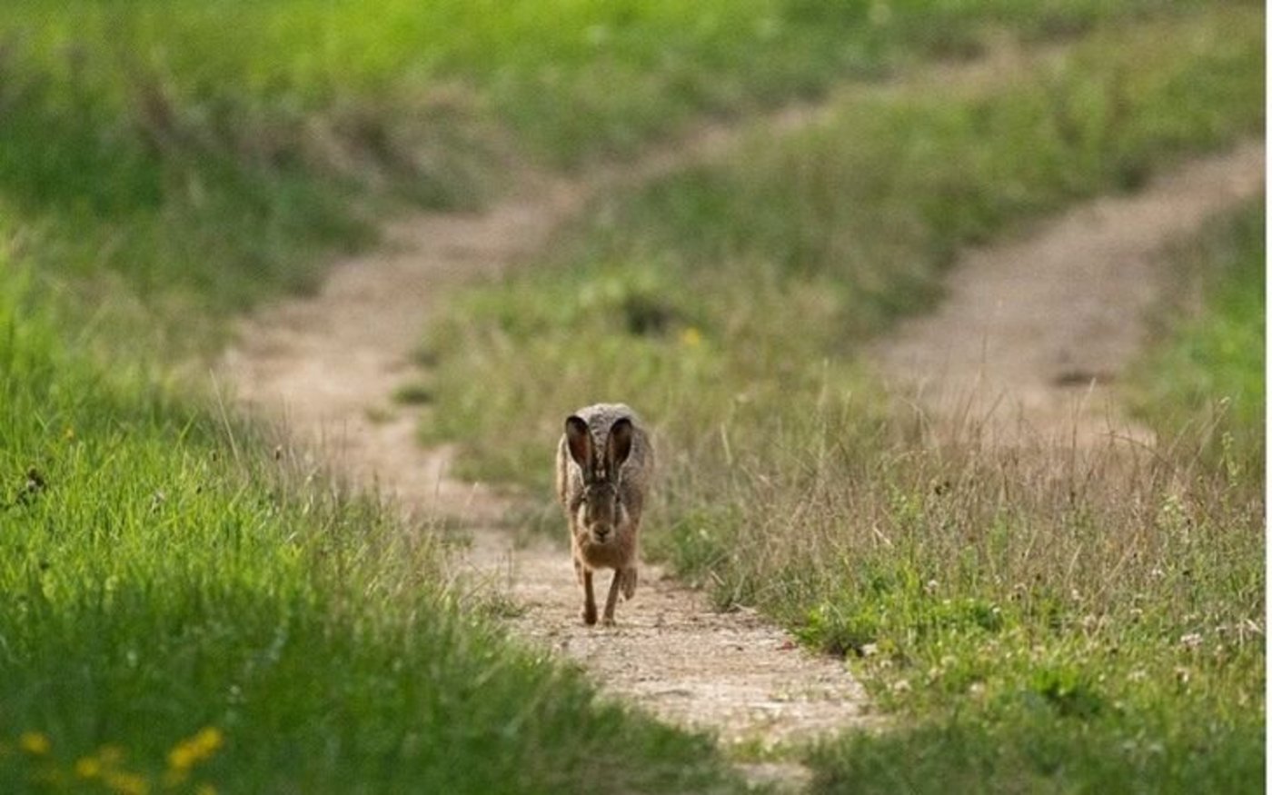 Feldhasen sollen wieder mehr im Kulturland herumhoppeln. Pro Natura sucht interessierte Bauernbetriebe im Aargau für die Teilnahme an einem Förderprojekt 