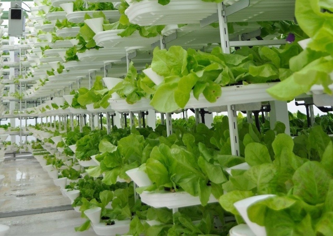Die Produktion von Gemüse in der Vertikalen ist platzsparend und effizient. (Bild Valcenteu/CC BY-SA 3.0) 