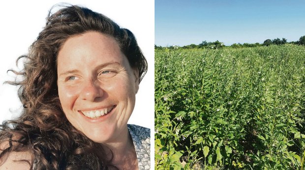 Auswandererin: Gewalttätige Angriffe bringen eine unsichere Zukunft Die Sesampflanzen sind am Blühen – ihnen kann die prekäre Lage in Mosambik nichts anhaben. Der Absatz des hofeigenen Gemüses ist jedoch unsicher geworden, denn ein Teil der Bevölkerung flüchtet. So ist auch die Planung schwierig. (Bild Helene Besson)