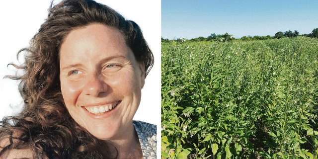 Die Sesampflanzen sind am Blühen – ihnen kann die prekäre Lage in Mosambik nichts anhaben. Der Absatz des hofeigenen Gemüses ist jedoch unsicher geworden, denn ein Teil der Bevölkerung flüchtet. So ist auch die Planung schwierig. (Bild Helene Besson)