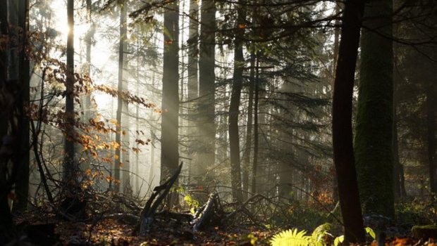 Von Bund und Kantonen erhofft sich Wald Schweiz nun kurzfristige Mithilfe bei der Gestaltung der Rahmenbedingungen für die Forstwirtschaft. (Bild Wald Schweiz)