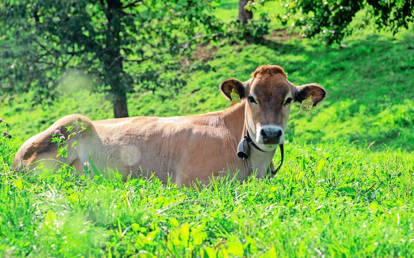 Eine Tierunfallversicherung wird hauptsächlich für Rindvieh abgeschlossen. Seit vielen Jahren verläuft diese bei Schweizer Versicherern defizitär. 
