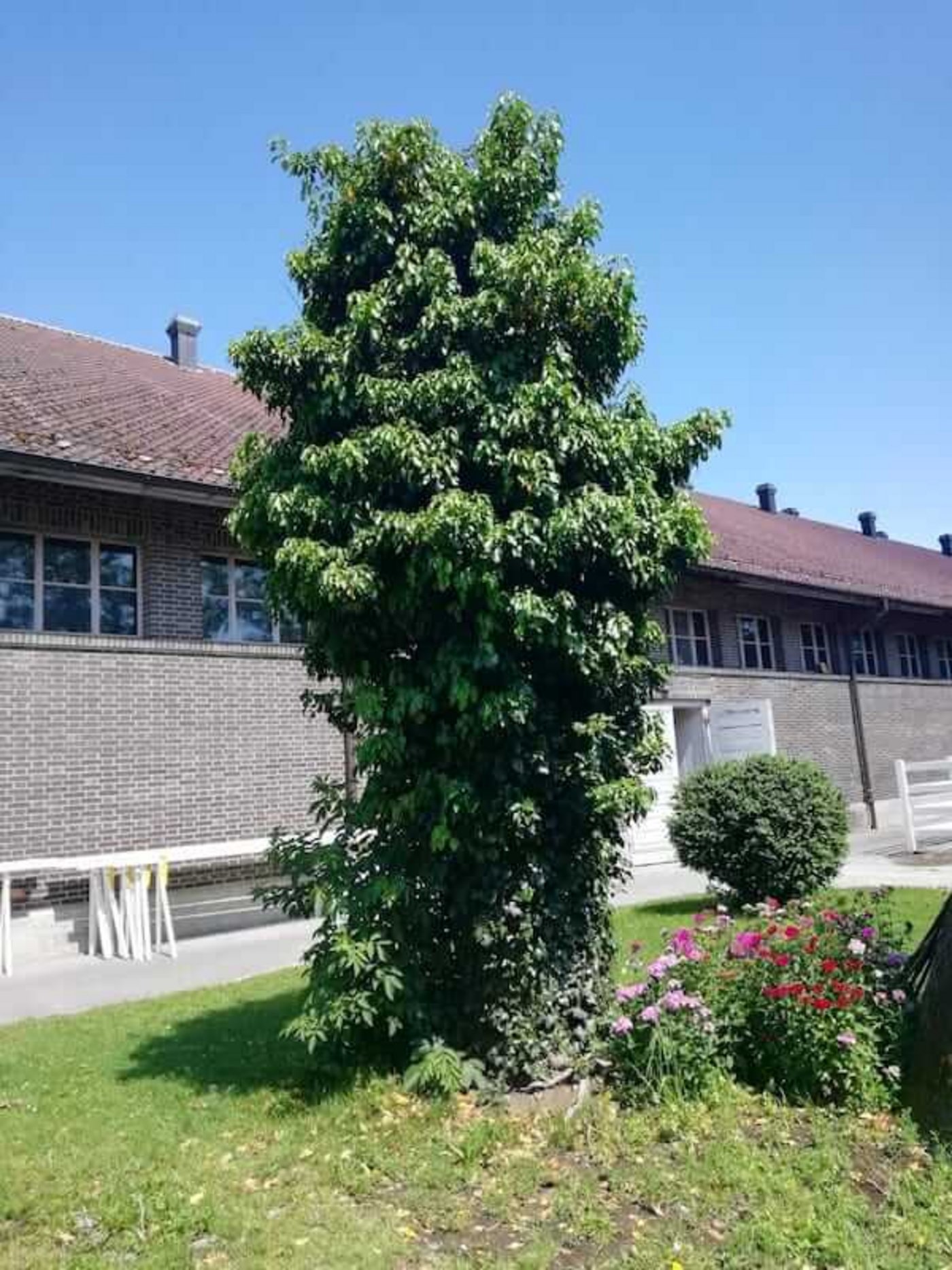 Ein gefällter Baum wird im NPZ zur ökologischen Nische: der Stamm wurde bei der Fällung belassen, dass er mit dem Efeu weiterhin Unterschlupf für Vögel und Kleinlebewesen bietet. (Bild zVg)