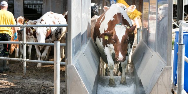 Die Organisation beschäftige sich zuerst mit der Rindergesundheit. (Bild Johanna Bossart)