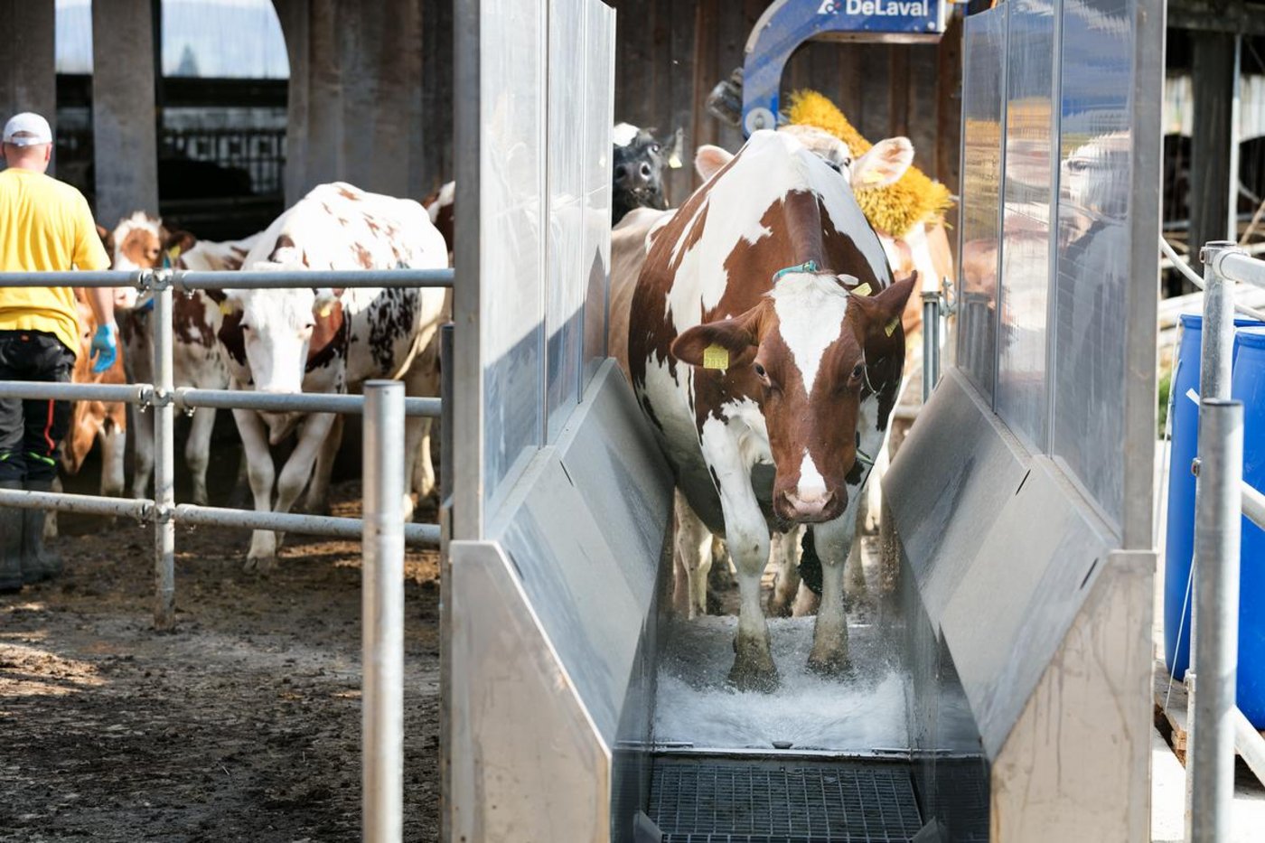 Die Organisation beschäftige sich zuerst mit der Rindergesundheit. (Bild Johanna Bossart)