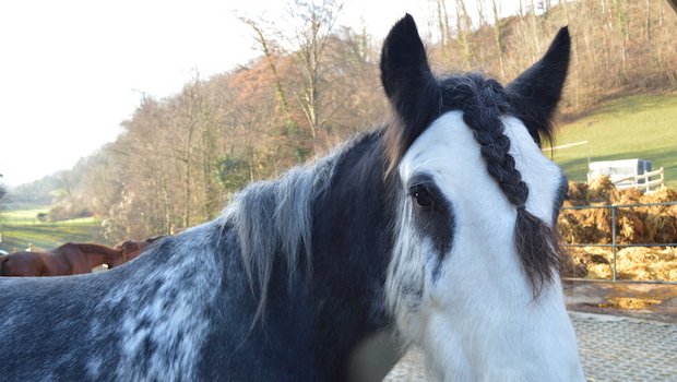 Das entlaufene Pferd wollte sich wohl einen neue Frisur gönnen. (Symbolbild asa)