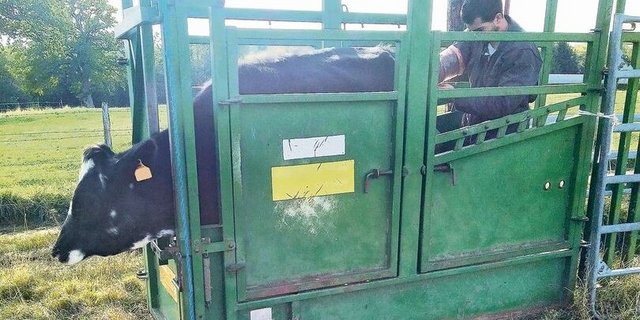 Damit die Rinder besamt werden können, werden sie im Behandlungsstand direkt draussen auf der Weide fixiert. Wenn die Tiere bald eingestallt werden, kann diese Arbeit im Warmen gemacht werden.