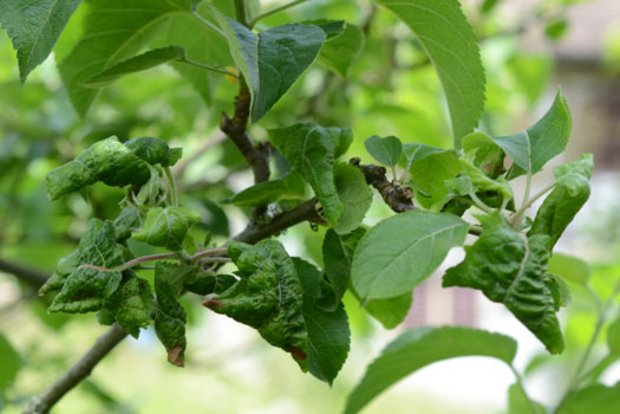 Am Beispiel der mehligen Blattlaus wird im Video die Wirkung des "Centrifugal Prunings" erklärt. (Bild Pflanzenschutz.ch) 