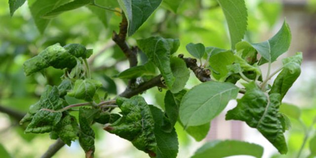 Am Beispiel der mehligen Blattlaus wird im Video die Wirkung des "Centrifugal Prunings" erklärt. (Bild Pflanzenschutz.ch) 