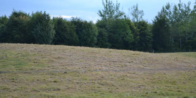 Die Niederschläge der letzten Tage haben kaum zur Entspannung der Situation beigetragen. Die Wiesen bleiben braun. (Bild BauZ)