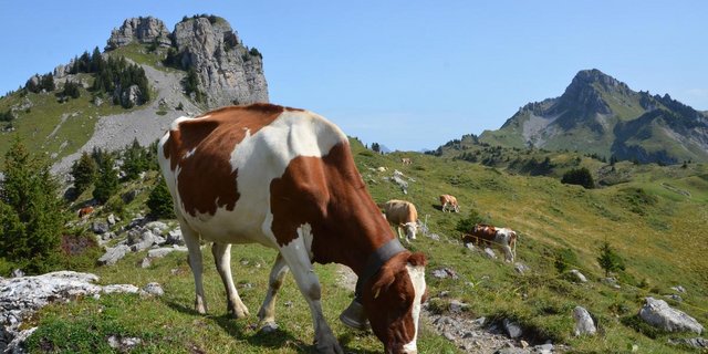 40 Kühe von 13 Bauern dürfen wegen der BVD-Gefahr nicht in ihre Heimbetriebe zurückkehren. (Symbolbild BauZ) 