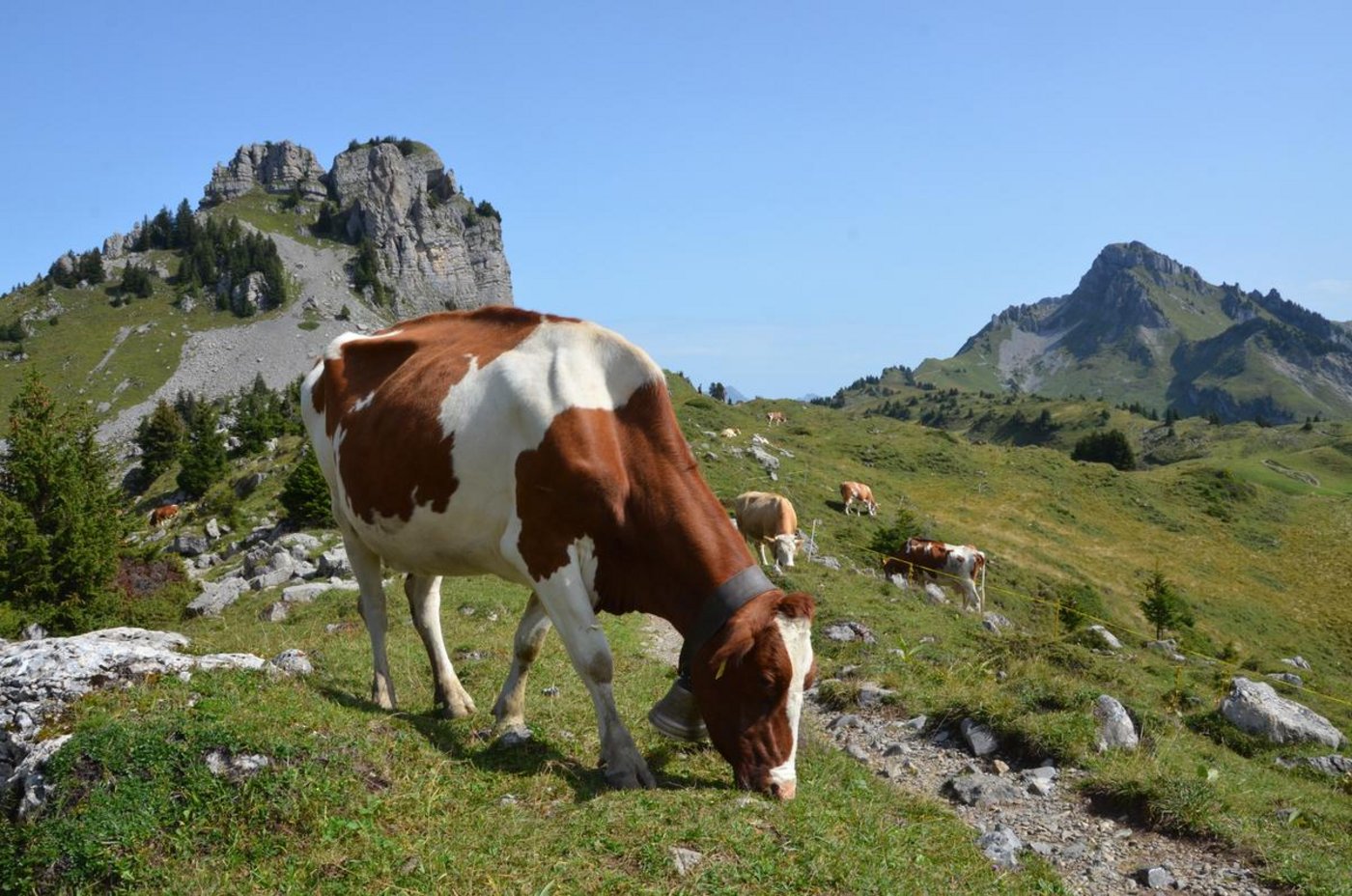40 Kühe von 13 Bauern dürfen wegen der BVD-Gefahr nicht in ihre Heimbetriebe zurückkehren. (Symbolbild BauZ) 
