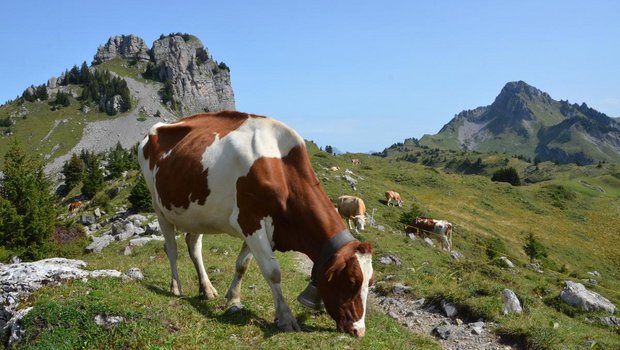 40 Kühe von 13 Bauern dürfen wegen der BVD-Gefahr nicht in ihre Heimbetriebe zurückkehren. (Symbolbild BauZ) 