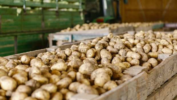 Letzte Woche rief die Vereinigung der Schweizer Kartoffelpflanzer dazu auf, trotz Corona nicht mehr anzupflanzen. (Bild Fotolia)