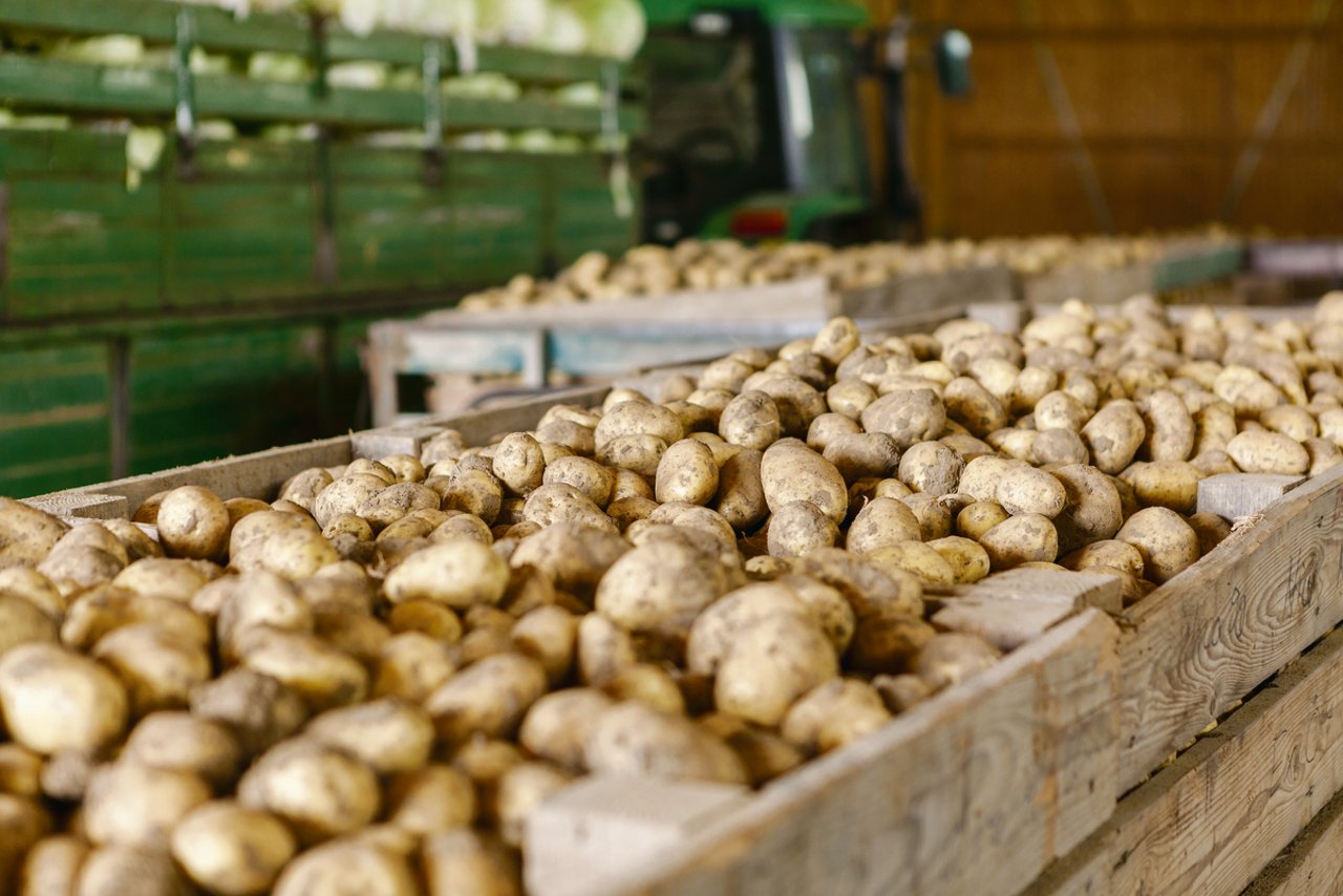 Letzte Woche rief die Vereinigung der Schweizer Kartoffelpflanzer dazu auf, trotz Corona nicht mehr anzupflanzen. (Bild Fotolia)