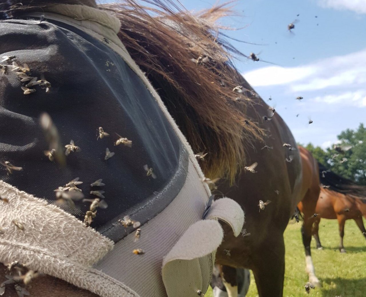 Zum Wahnsinnig werden: Ein Pferd wehrt sich gegen Fliegenattacken. (Bild Daniela Joder)