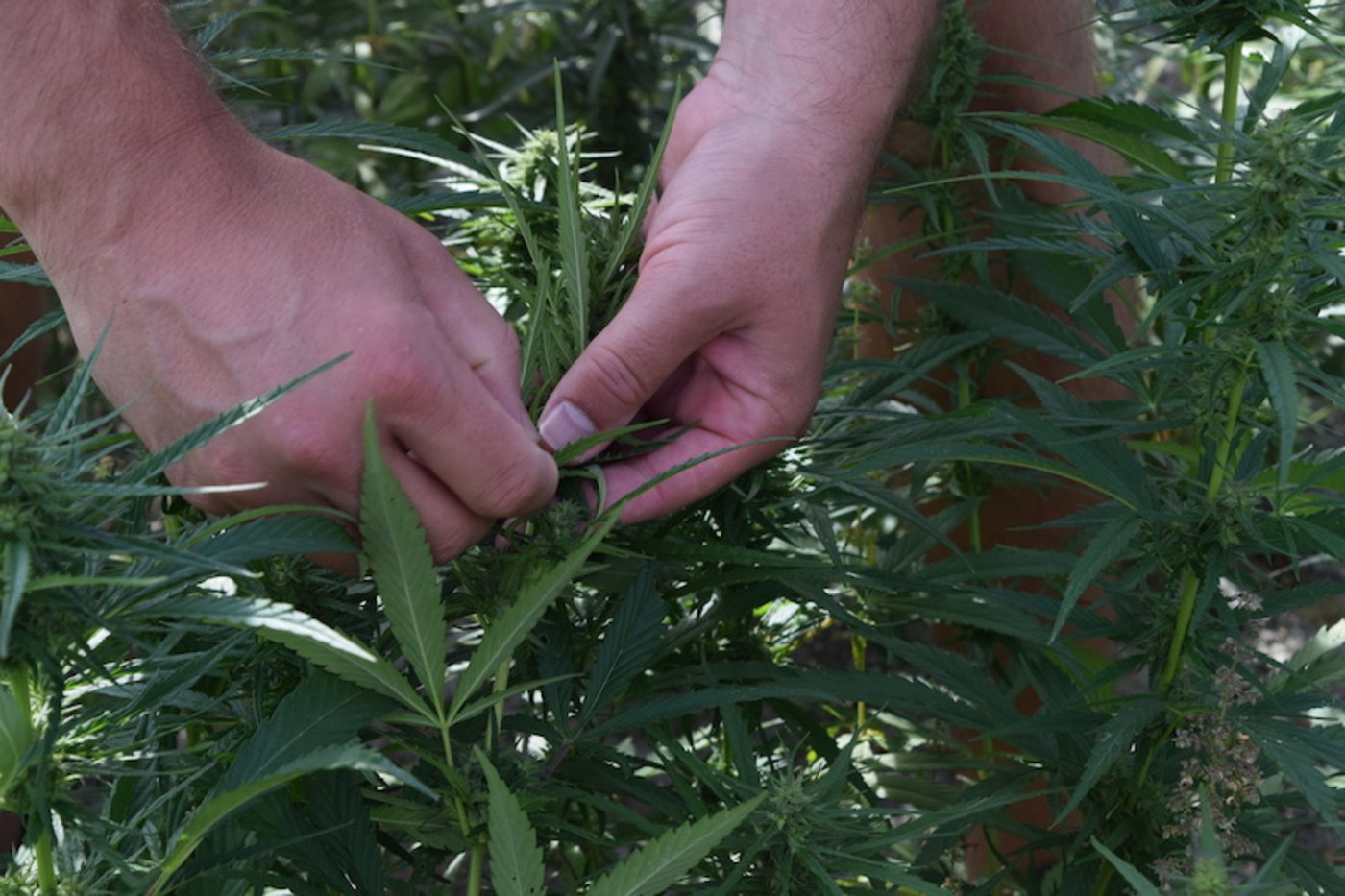 Beim Lebensmittelhanf wurde der THC-Gehalt unter 0,2 Prozent gezüchtet. Optisch unterscheidet er sich nicht von Cannabis. 