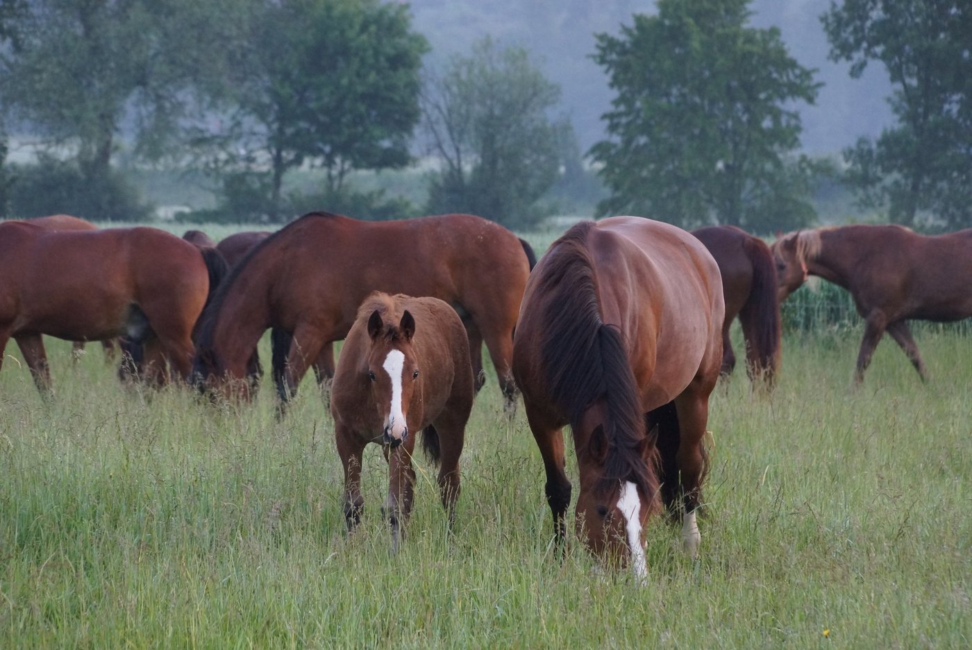 Gemäss Europol sollen Mitglieder einer aufgeflogenen internationalen Gruppe von Fleischbetrügern falsch deklariertes Pferdefleisch in den Verkauf gebracht haben.  (Bild BauZ)
