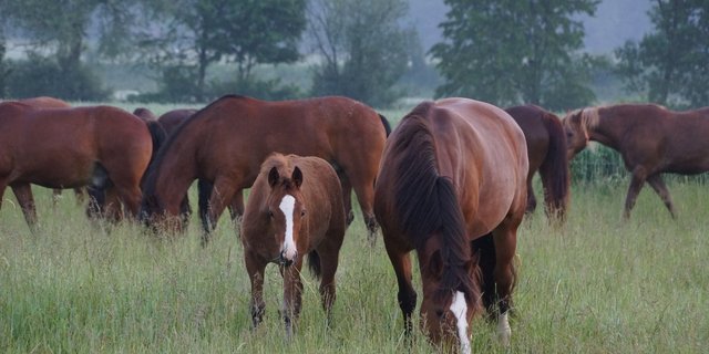 Gemäss Europol sollen Mitglieder einer aufgeflogenen internationalen Gruppe von Fleischbetrügern falsch deklariertes Pferdefleisch in den Verkauf gebracht haben.  (Bild BauZ)
