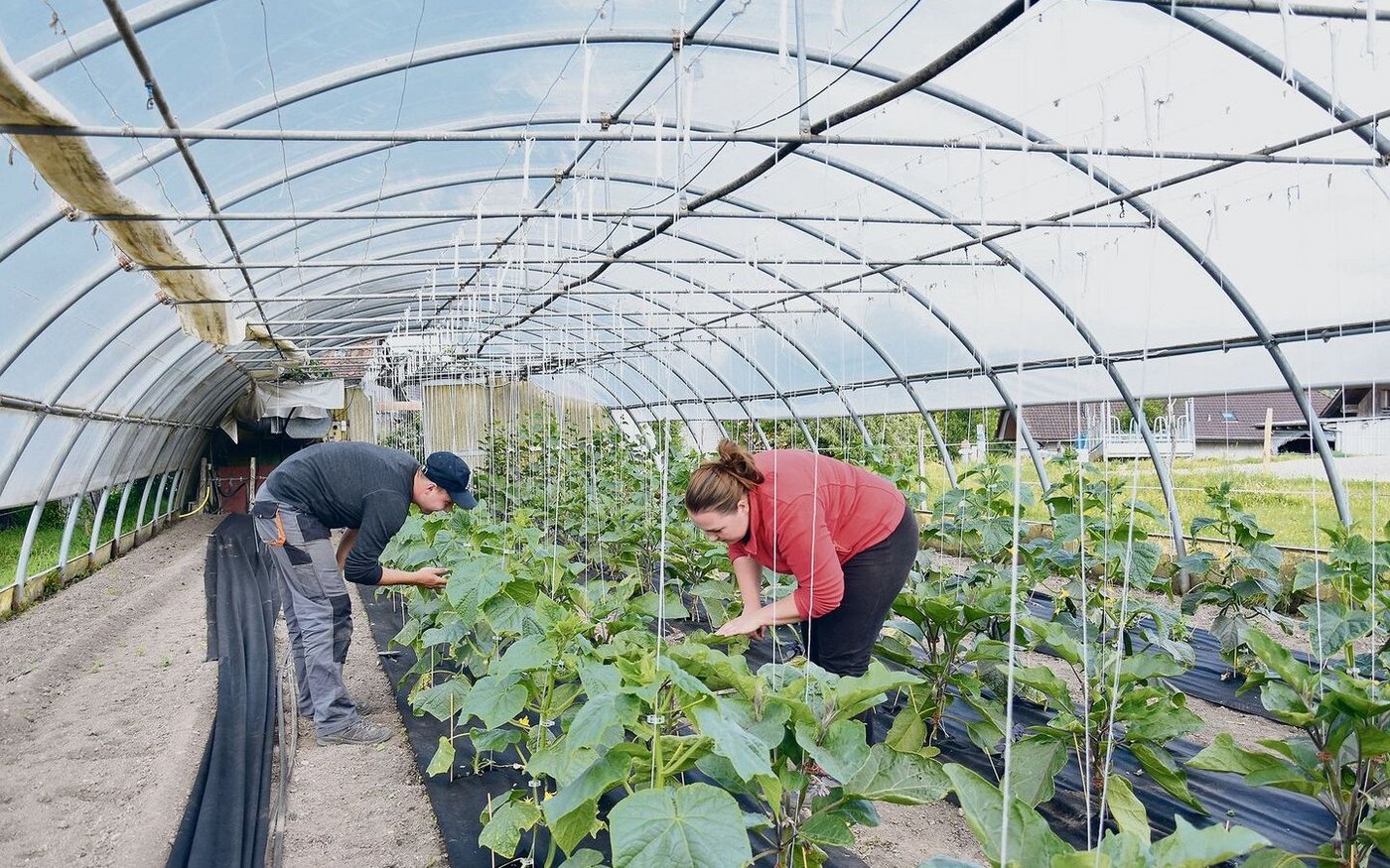 Wer eine geflüchtete Person mit Schutzstatus S anstellen will, muss die Anzahl Wochenstunden angeben. 