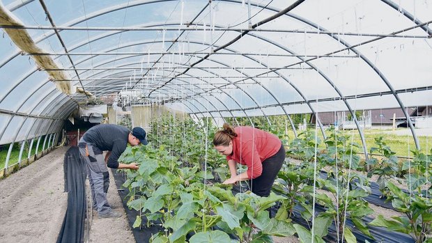 Wer eine geflüchtete Wer eine geflüchtete Person mit Schutzstatus S anstellen will, muss die Anzahl Wochenstunden angeben.