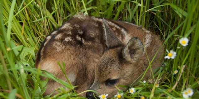 Kleine Rehe liegen versteckt im Gras und sind schwer zu entdecken – aus der Luft geht das einfacher. (Bild BauZ)