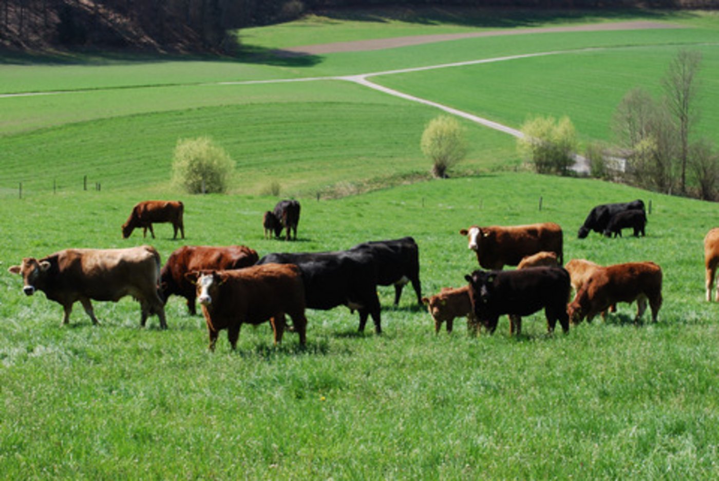 Die Mutterkuhhaltung ist laut Agroscope nicht Klimaeffizient. Es werden zu viele Treibhausgase produziert und zu wenige Proteine. (Bild BauZ)