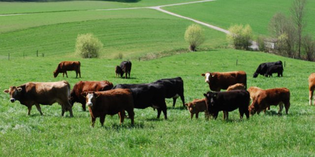 Die Mutterkuhhaltung ist laut Agroscope nicht Klimaeffizient. Es werden zu viele Treibhausgase produziert und zu wenige Proteine. (Bild BauZ)