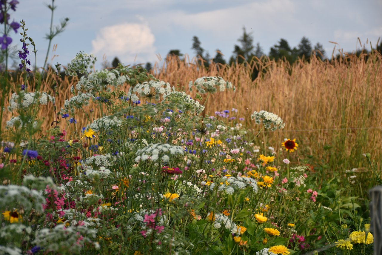 Umweltschützer kritisieren schwindende Biodiversität in der Schweiz