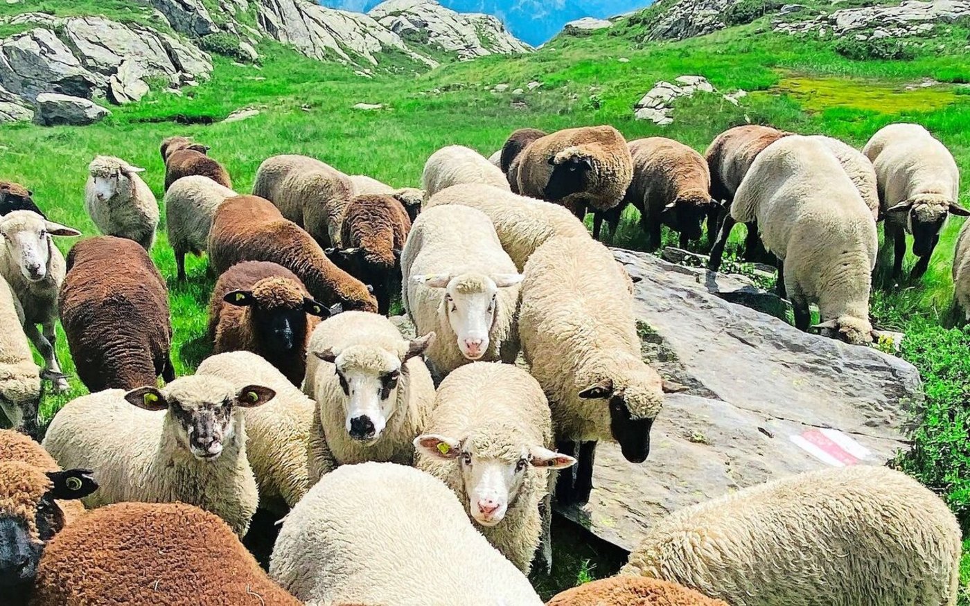 Schafe haben Därme, die am schönsten klingen. Die Technologie verdrängte sie. Ein Geigenbauer hat sie wiederbelebt. 