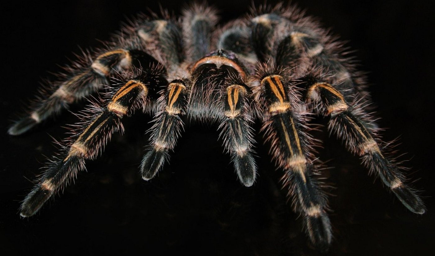 Fast 100 dieser Tiere wollte der Mann schmuggeln. (Symbolbild Pixabay)