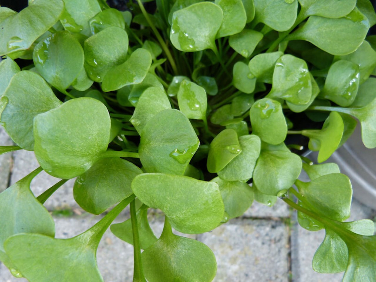 Portulak kann auch als Zierpflanze verwendet werden oder taucht im Garten ungefragt als Unkraut auf. (Bild pixabay)