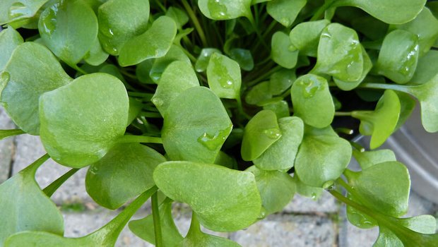 Portulak kann auch als Zierpflanze verwendet werden oder taucht im Garten ungefragt als Unkraut auf. (Bild pixabay)