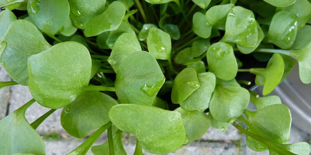 Portulak kann auch als Zierpflanze verwendet werden oder taucht im Garten ungefragt als Unkraut auf. (Bild pixabay)