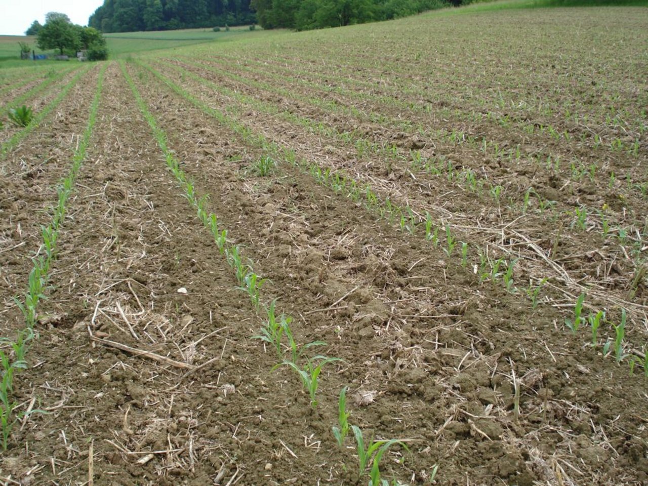 Bodenschondender Maisanbau: Getestet wurde z.B. Mulchsaat. (Bild Gasche-Bodengutachten GmbH)