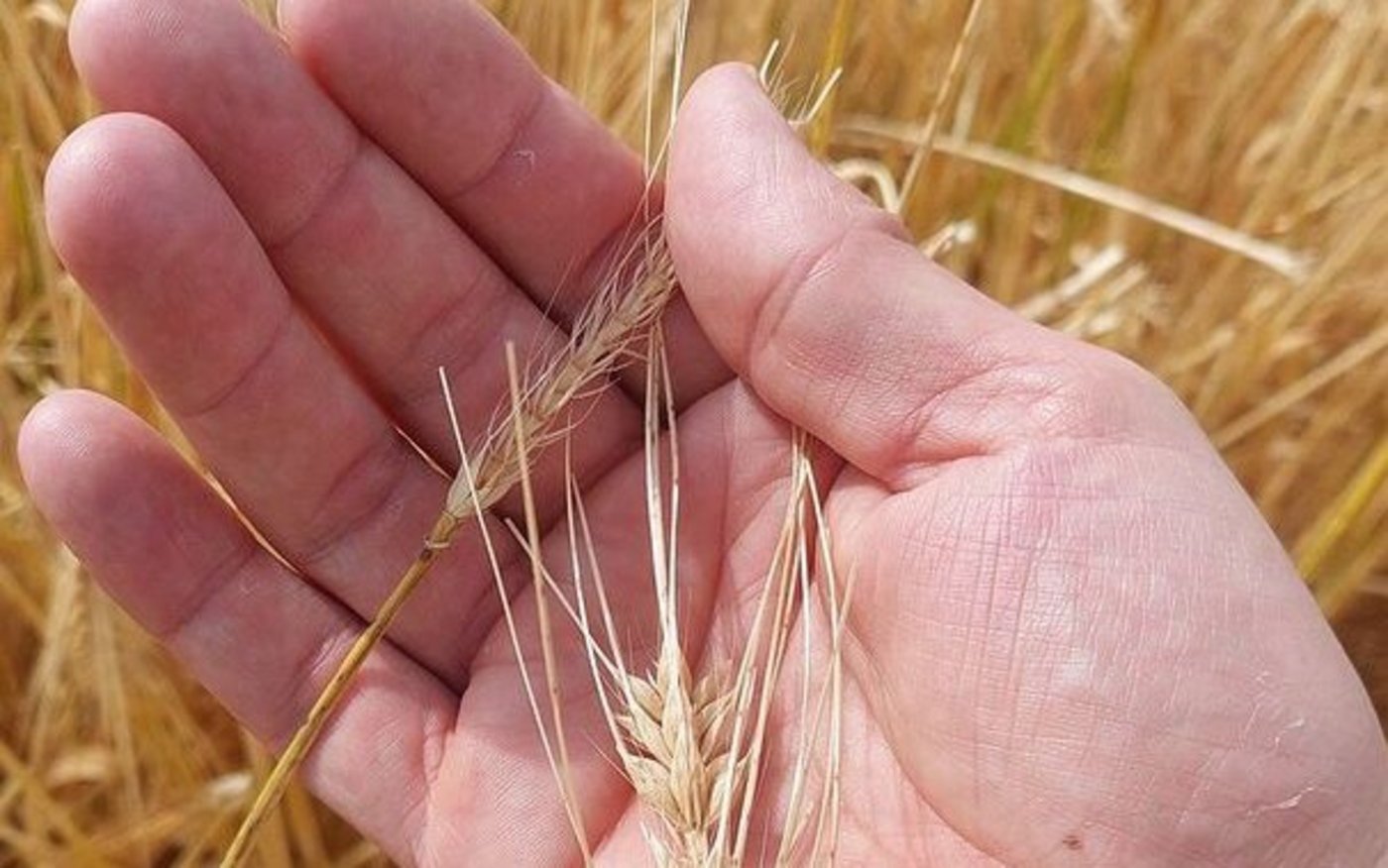 Im Juni traf ein Unwetter mit heftigem Hagelschlag mehrere Gemeinden im Kanton Aargau. 