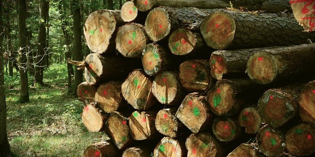 Dass 2019 weniger Holz geernet wurde, ist bedingt durch den Rückgang der normal geplanten Holzschläge aufgrund der Schadholznutzung und der weiterhin tiefen Holzpreise. (Bild Pixabay)