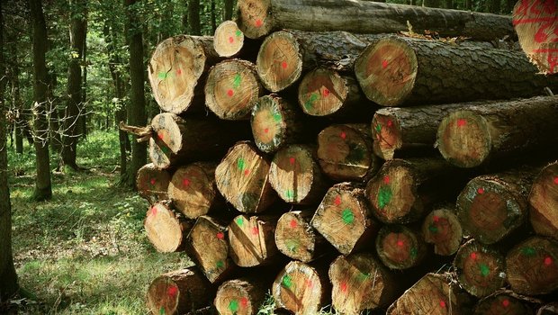 Dass 2019 weniger Holz geernet wurde, ist bedingt durch den Rückgang der normal geplanten Holzschläge aufgrund der Schadholznutzung und der weiterhin tiefen Holzpreise. (Bild Pixabay)