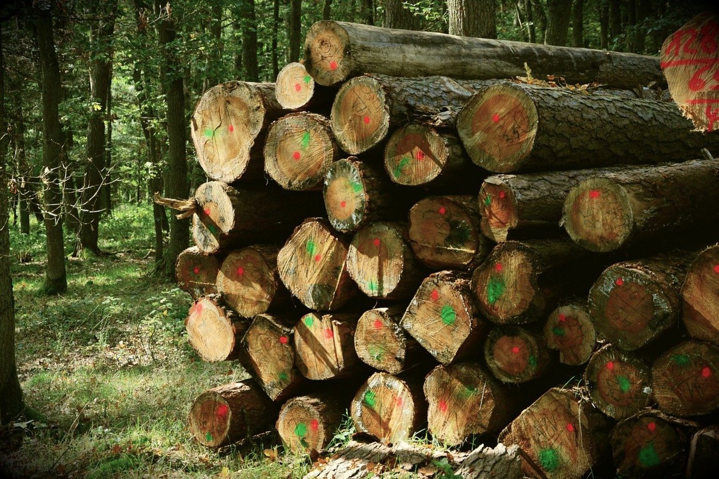 Dass 2019 weniger Holz geernet wurde, ist bedingt durch den Rückgang der normal geplanten Holzschläge aufgrund der Schadholznutzung und der weiterhin tiefen Holzpreise. (Bild Pixabay)