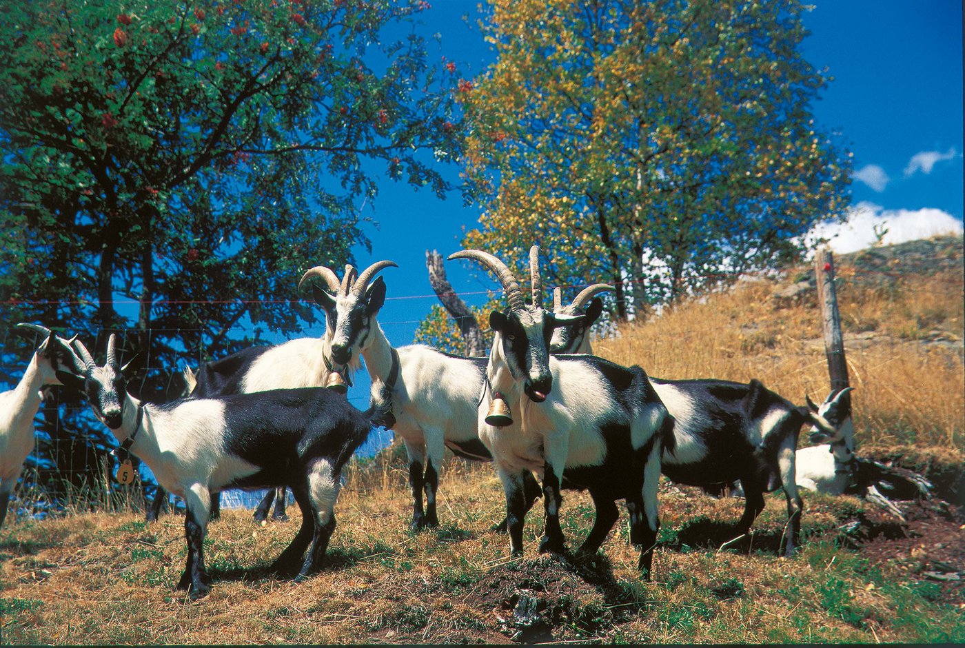 Pfauenziege gilt als gefährdet. Genau wie die ..