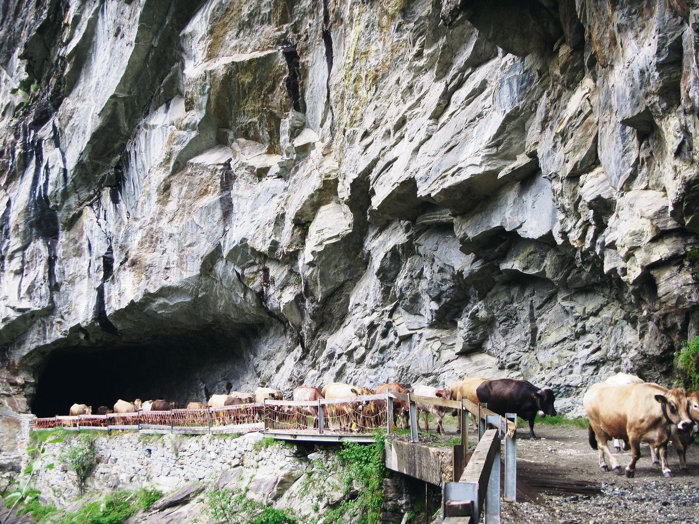 Der Auftrieb auf die Alp Guraletsch im Bündner Oberland bietet ein eindrückliches Bild.(Bilder Annette Vieli)