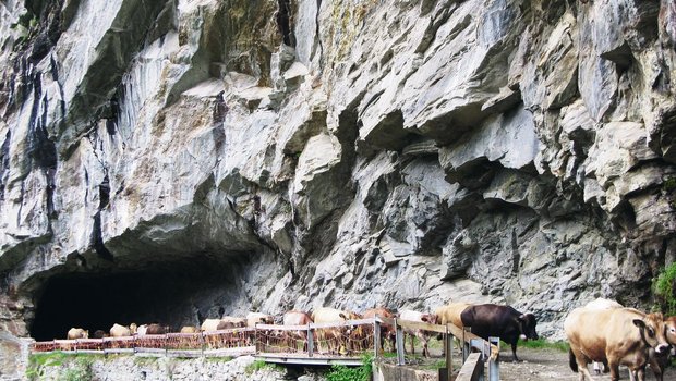 Alpwirtschaft: Ein Tanz auf einem dünnen Seil Der Auftrieb auf die Alp Guraletsch im Bündner Oberland bietet ein eindrückliches Bild.(Bilder Annette Vieli)