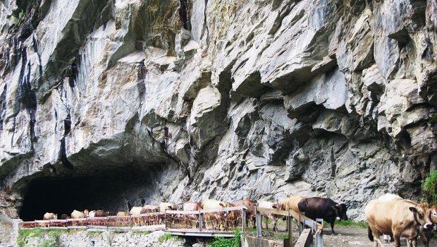 Der Auftrieb auf die Alp Guraletsch im Bündner Oberland bietet ein eindrückliches Bild.(Bilder Annette Vieli)