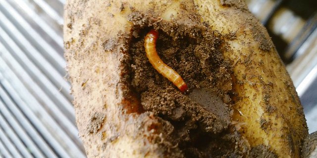 Werden Schäden durch Drahtwürmer an Kartoffeln festgestellt, empfiehlt sich eine rasche Ernte nach der Krautvernichtung.(Bild zVg)