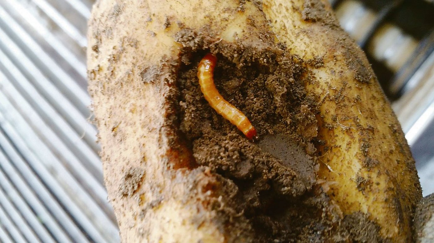 Werden Schäden durch Drahtwürmer an Kartoffeln festgestellt, empfiehlt sich eine rasche Ernte nach der Krautvernichtung.(Bild zVg)