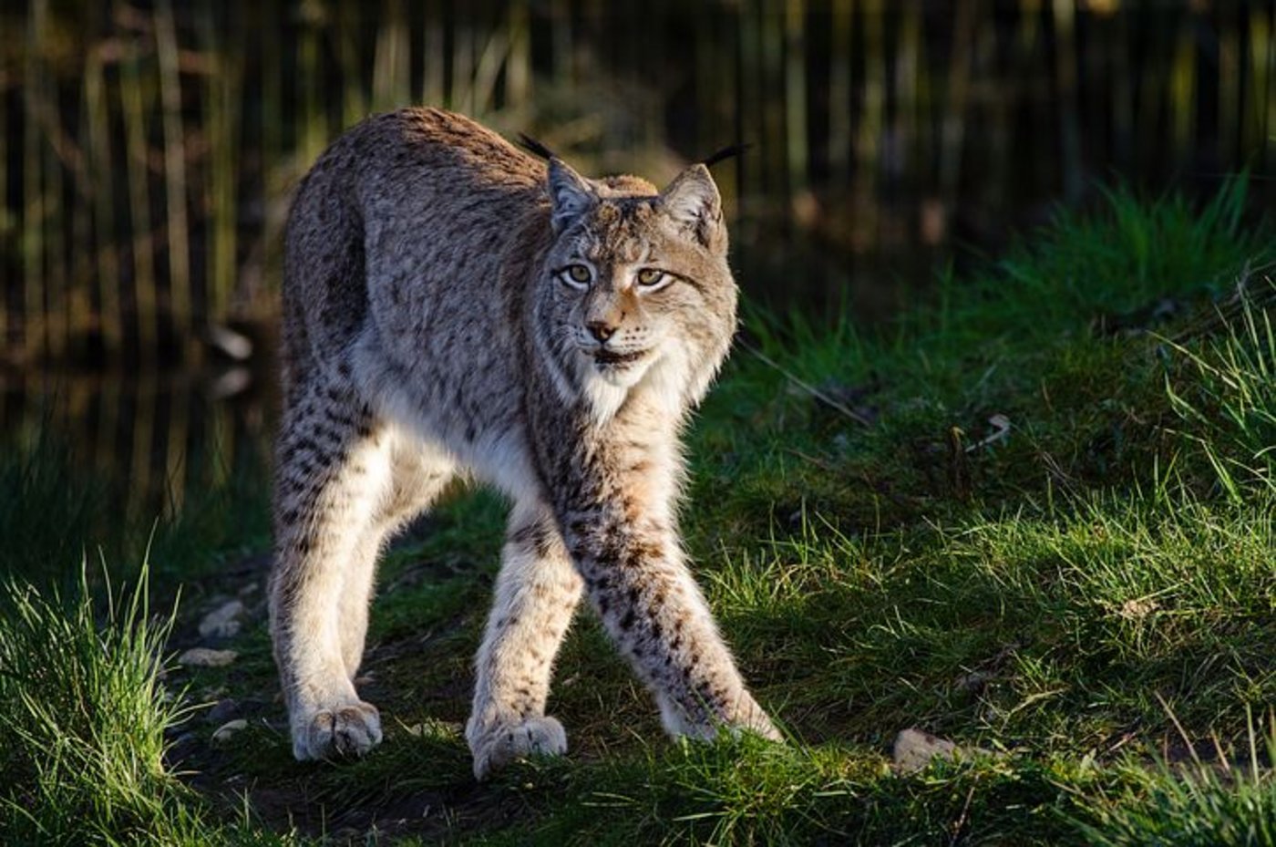 Ein Luchs soll am Niesen elf Schafe gerissen haben. (Bild pixabay)