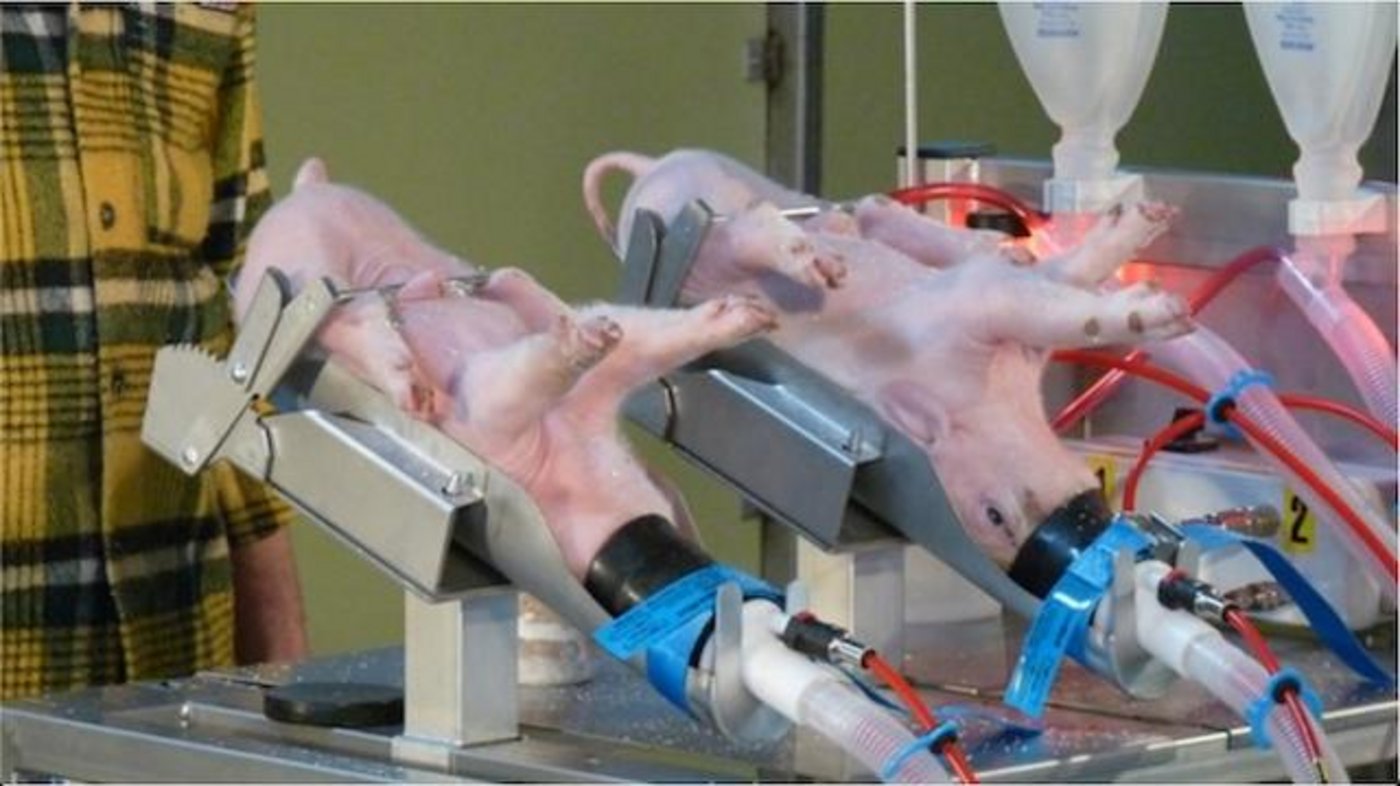 Bei der Kastration werden die Ferkel  unter Narkose gesetzt. (Bild BauZ)