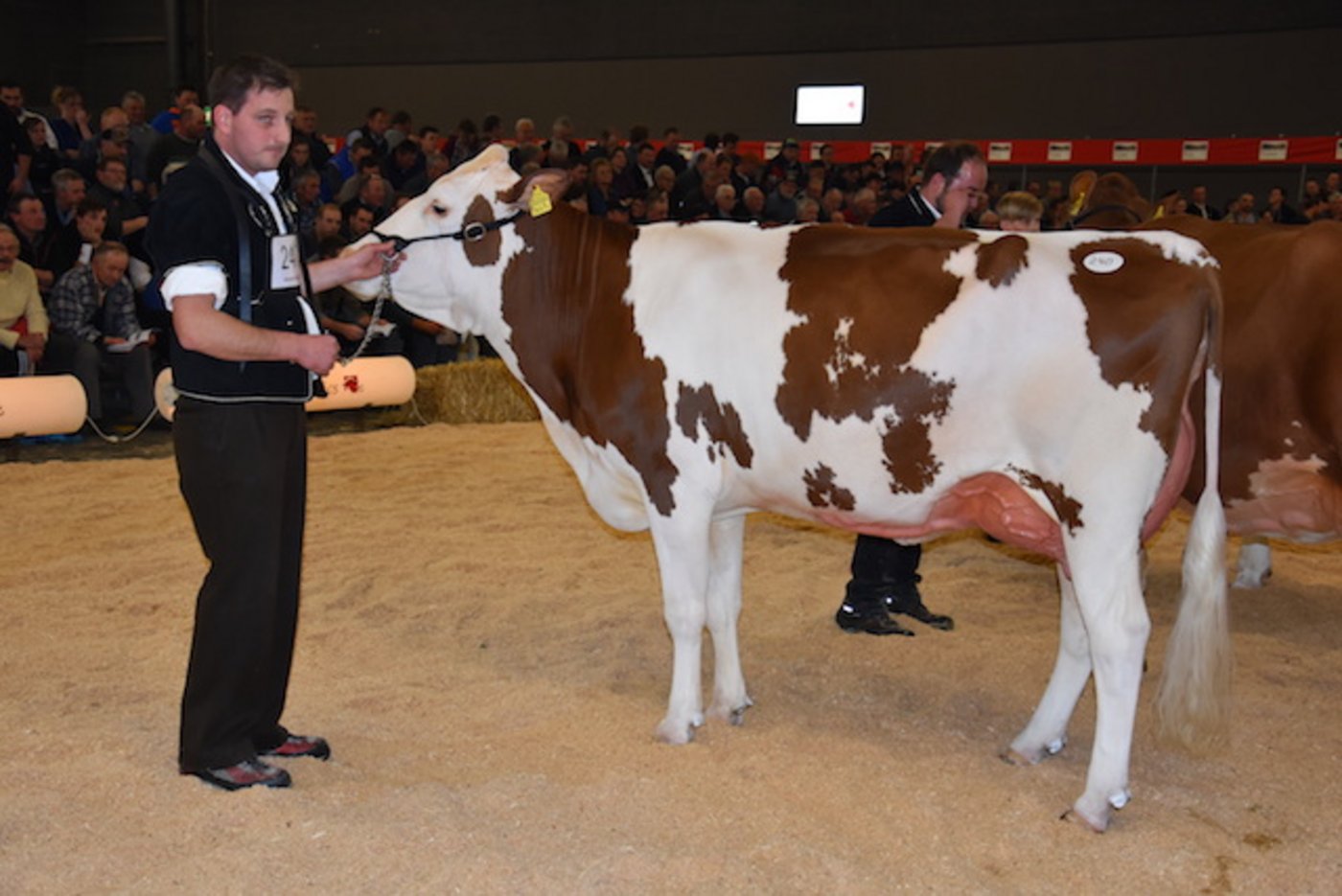 Die sehr elegante SF-Kuh Dekan Bella von Samuel und Ueli Künzi, Blausee-Mitholz BE konnte ihre Kategorie gewinnen.