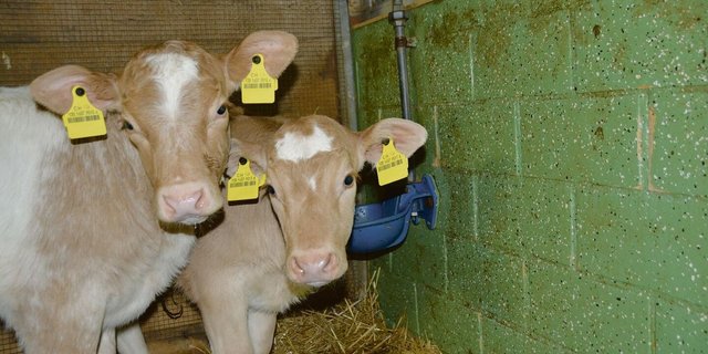 Der Tierhalter muss dafür sorgen, dass alle Kälber ungehindert zu genügend Wasser in hervorragender Qualität kommen.