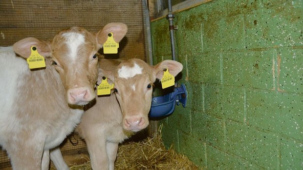 Der Tierhalter muss Der Tierhalter muss dafür sorgen, dass alle Kälber ungehindert zu genügend Wasser in hervorragender Qualität kommen.